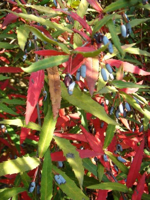 Berberis veitchii P3 (2)